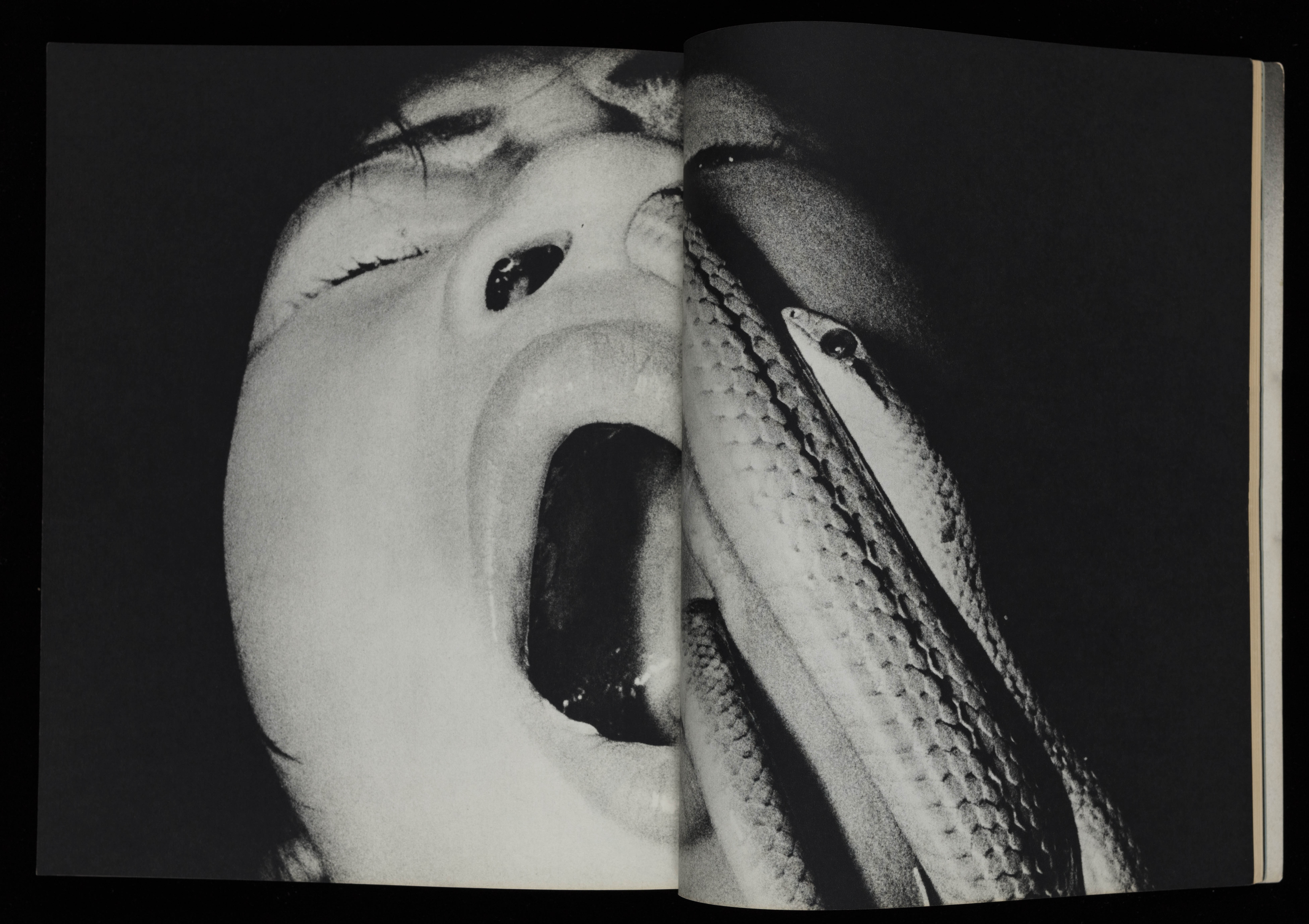 Masatoshi Naito, [a street performer swallowing a snake], in Ken, no. 2 (pp. 22-23), October 1970, magazine, 9 x 7 ½ x 1/2 inches (23 x 18.9 x 1.3 cm). Courtesy of The Museum of Fine Arts, Houston, The Manfred Heiting Book Collection. Photo: Paul Hester, Hester + Hardaway Photographers. 