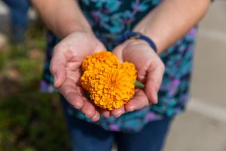 person holding orange flowers in hands